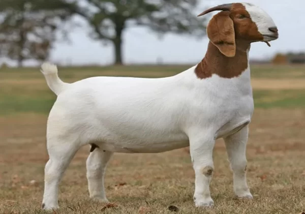 Boer goat for sale