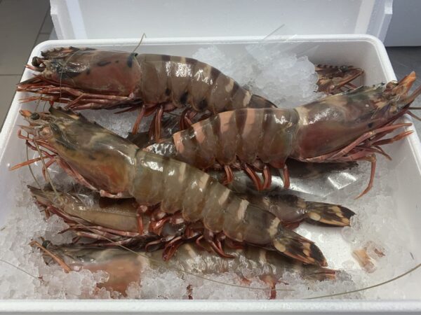 Whole Black Tiger Prawns