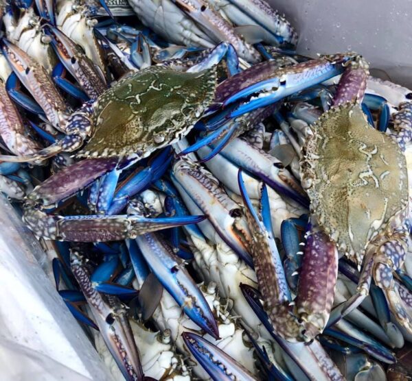 Blue swimming crab